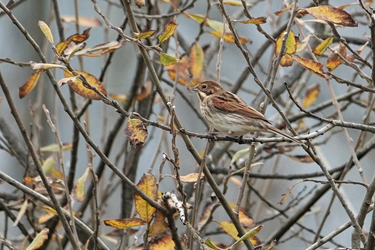 Reed Bunting - ML316845121