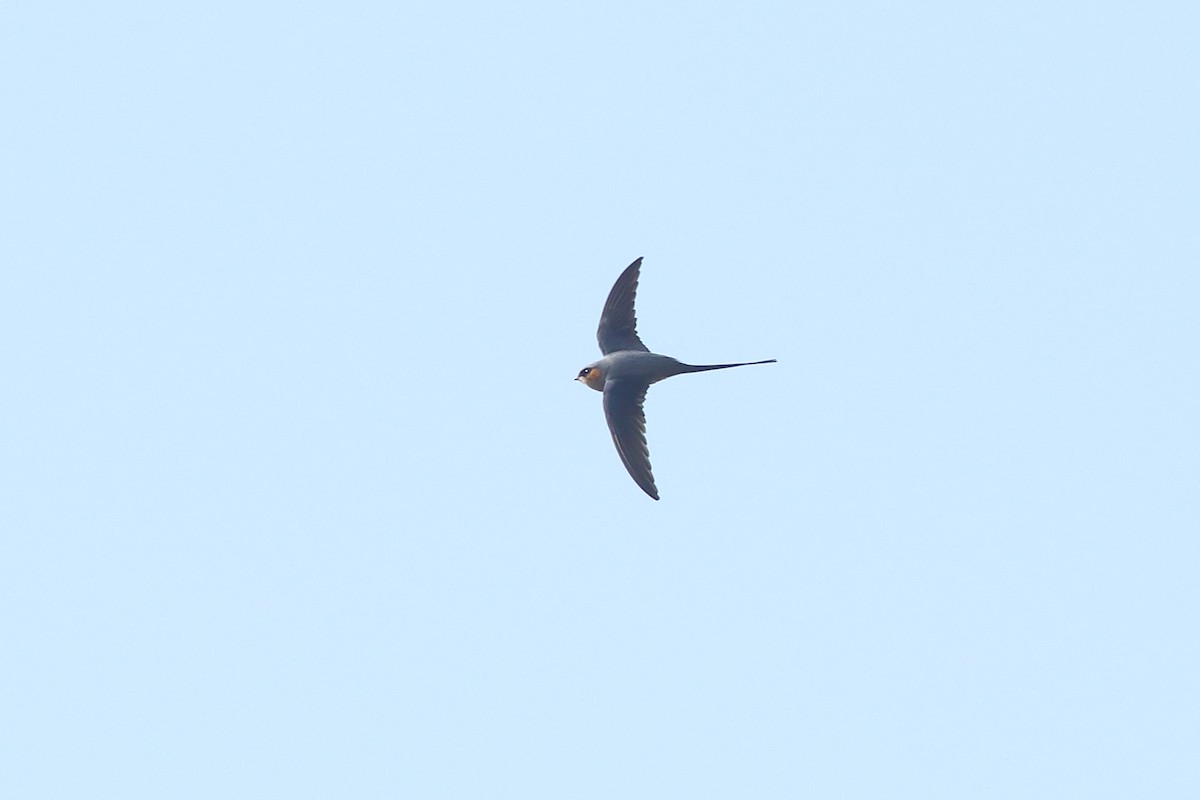 Crested Treeswift - ML316845411