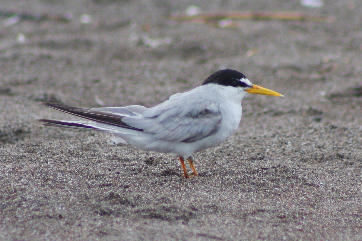 Least Tern - Ronny Peredo Manríquez