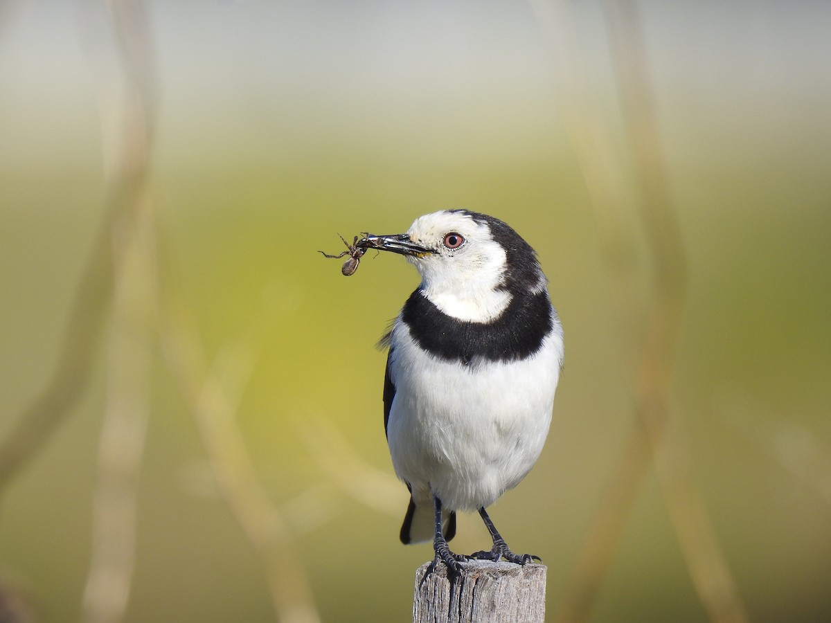 White-fronted Chat - ML316845571