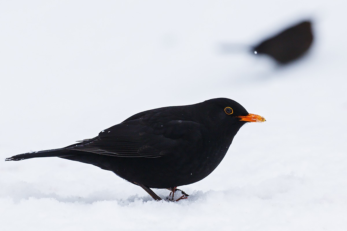 Eurasian Blackbird - ML316845751