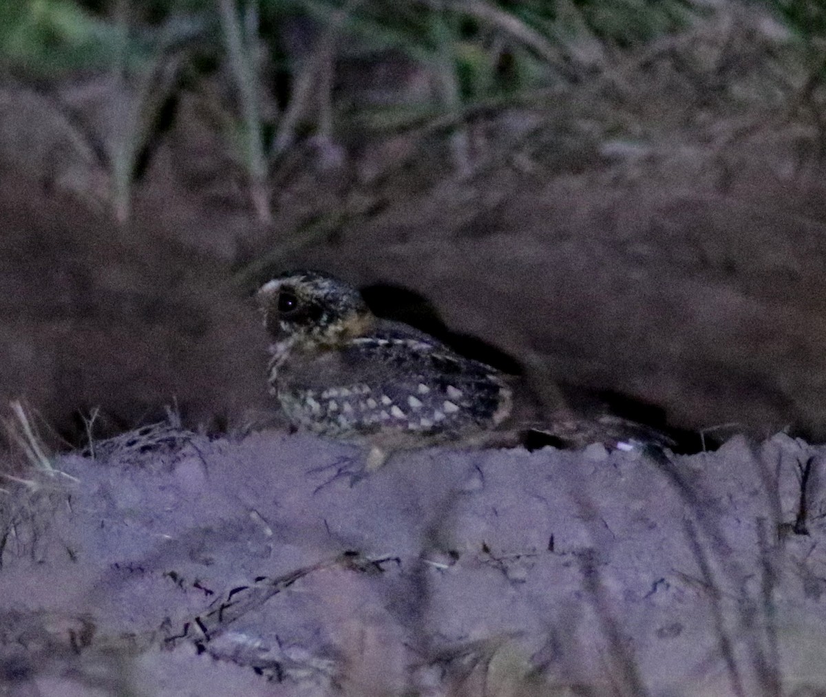 Spot-tailed Nightjar - ML316847201