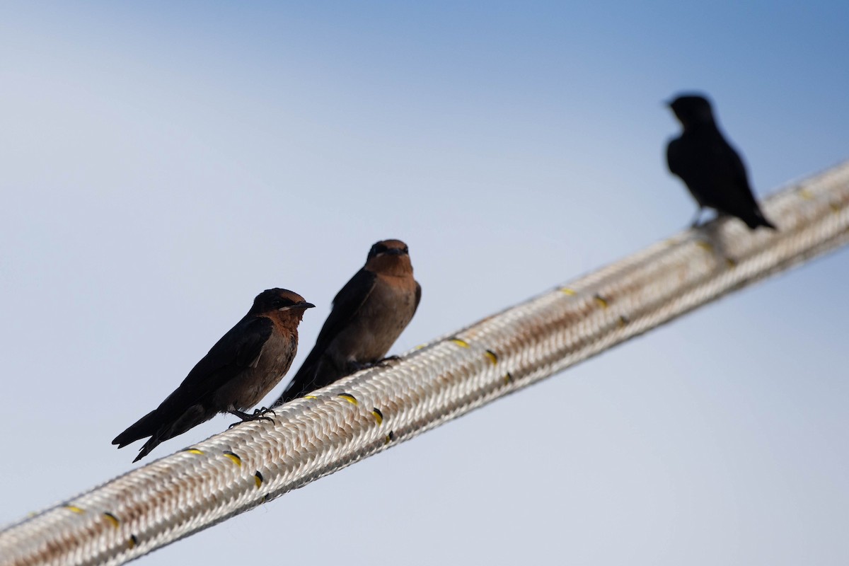 Pacific Swallow - ML316848071