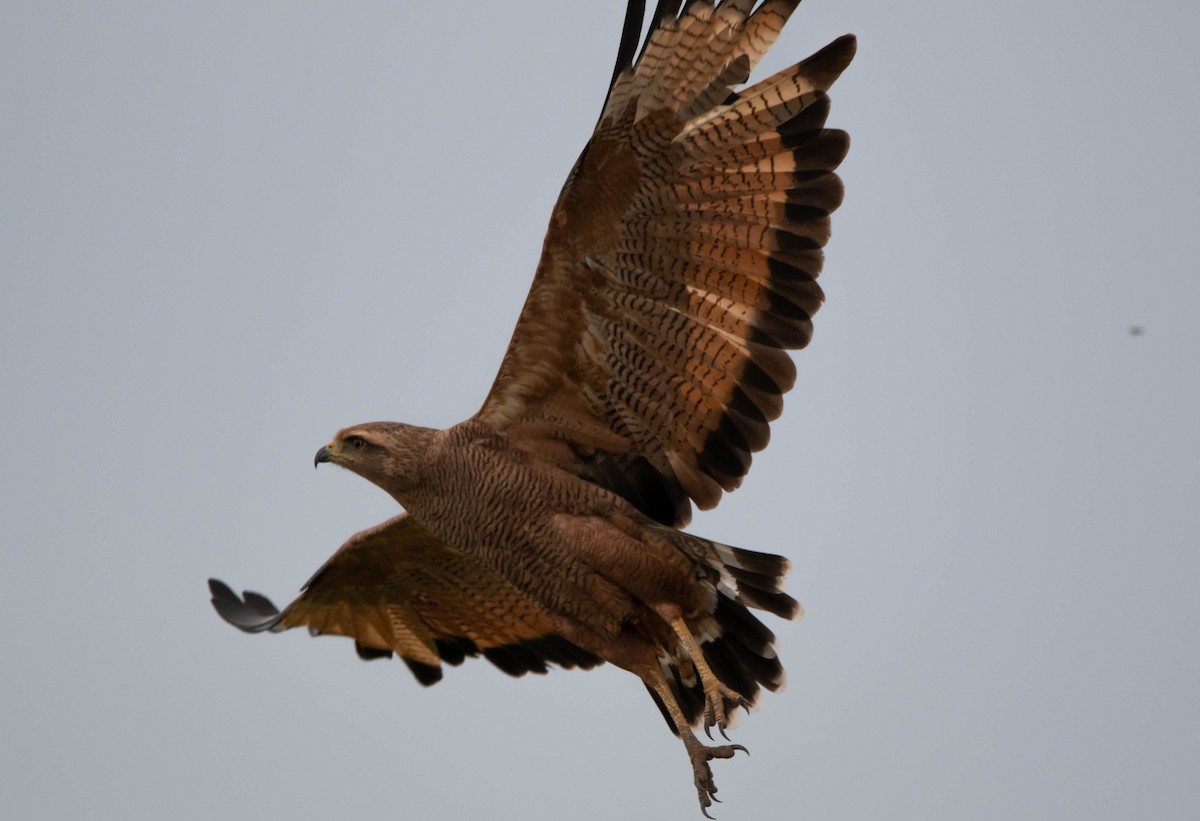 Savanna Hawk - Elias Gonzalez