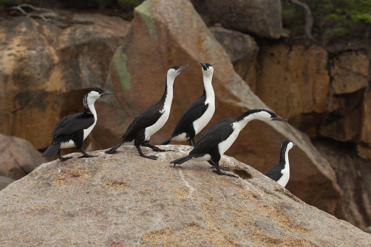 Black-faced Cormorant - ML316850011