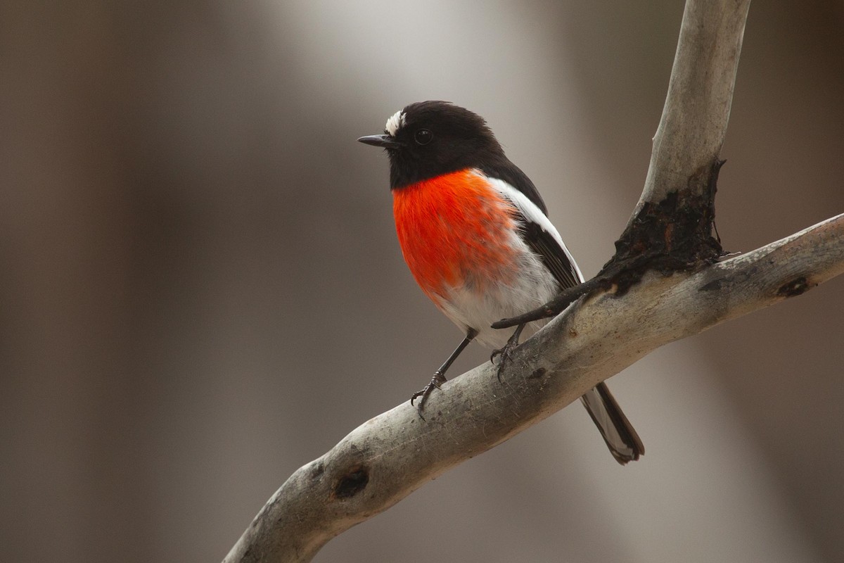 Scarlet Robin - Adrian Boyle