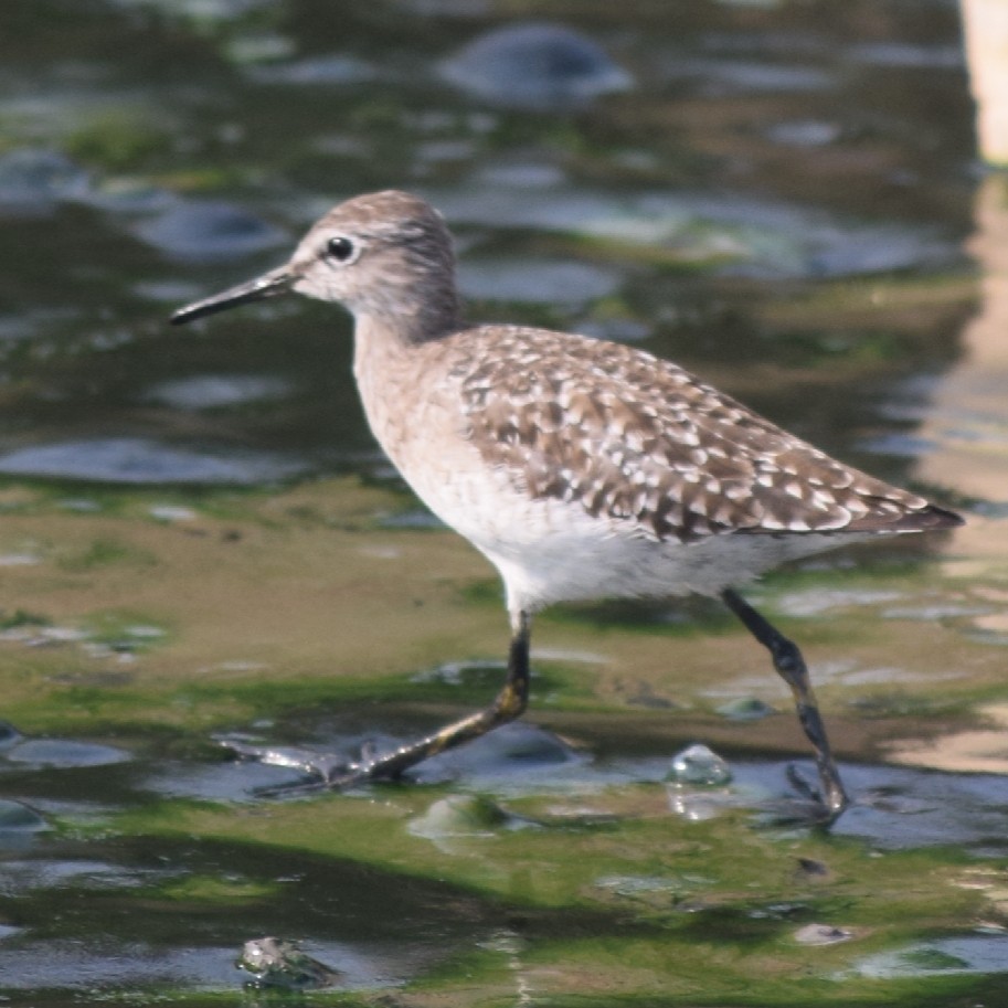 Wood Sandpiper - ML316851331