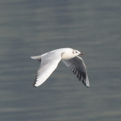 Mouette rieuse - ML316851941