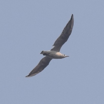 Black-headed Gull - ML316851951