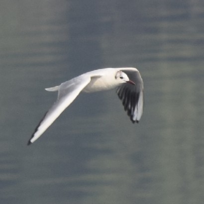 Mouette rieuse - ML316851961