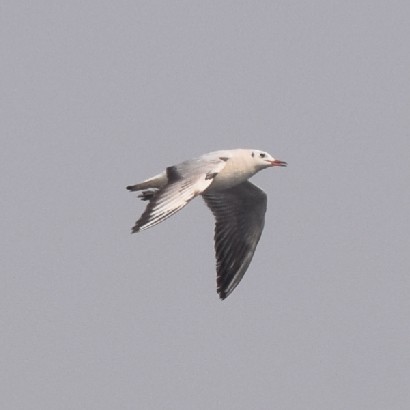Mouette rieuse - ML316851971