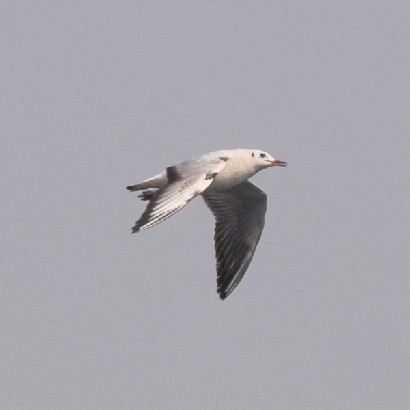 Black-headed Gull - ML316851971