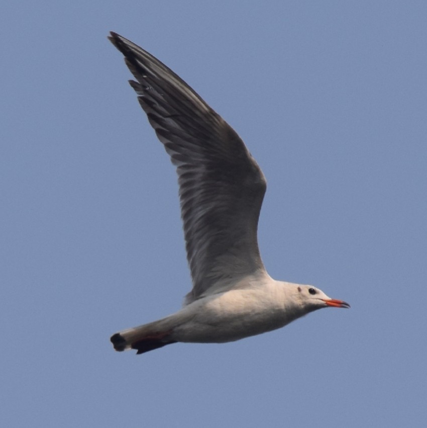 Black-headed Gull - ML316851981