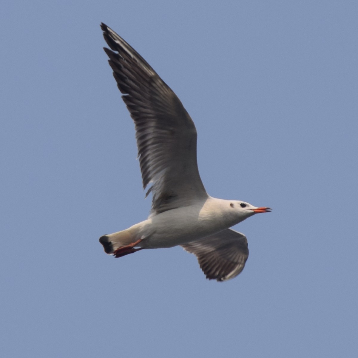 Black-headed Gull - ML316851991