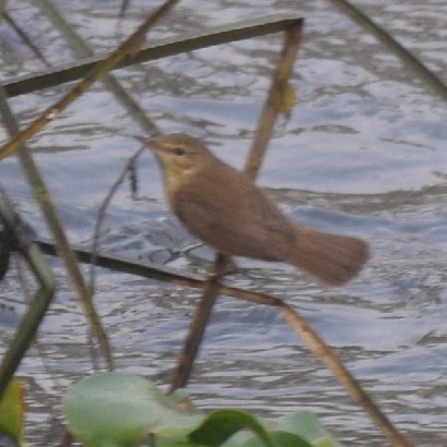 Booted Warbler - ML316852711