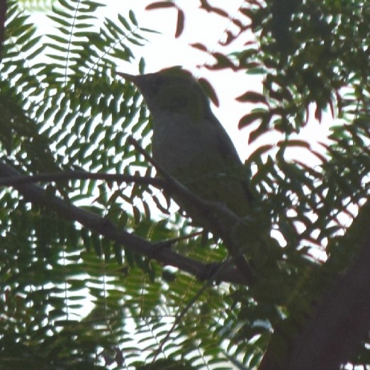 Sykes's Warbler - ML316852771