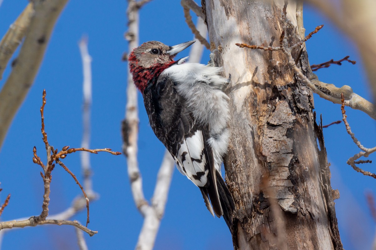 Red-headed Woodpecker - ML316853301