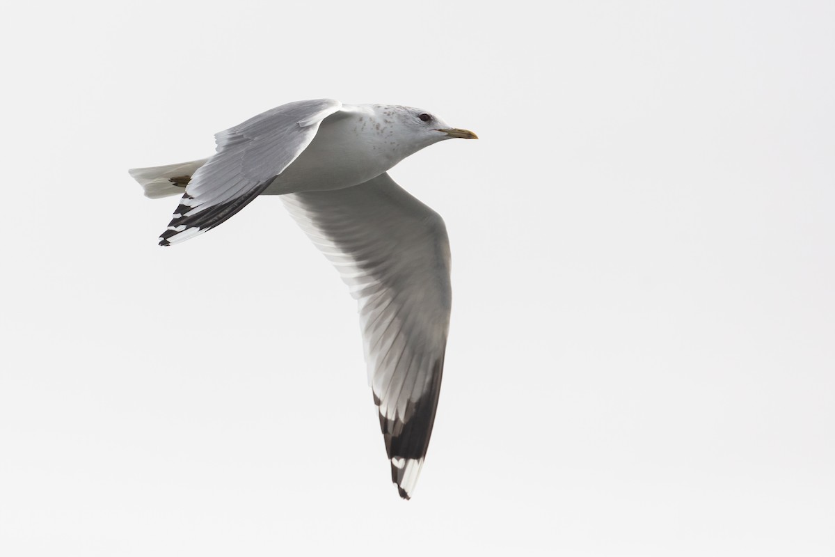 Common Gull (European) - ML316853851