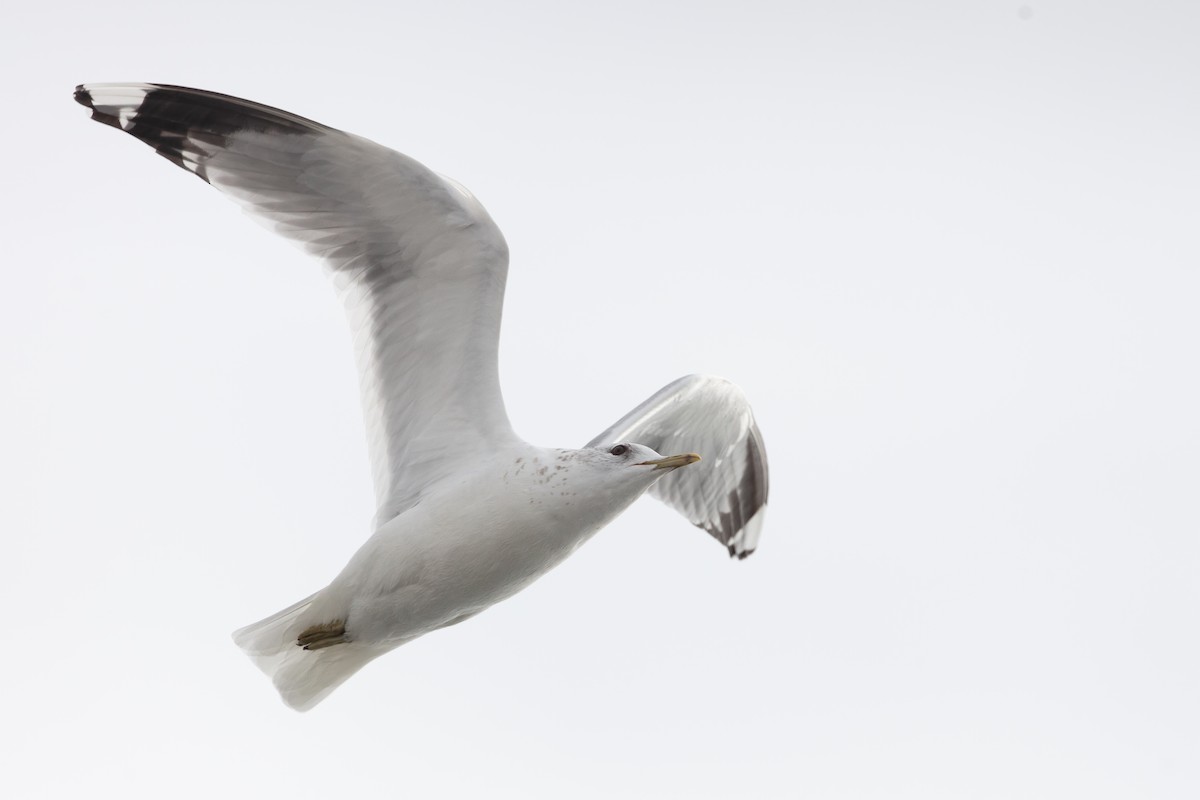 Common Gull (European) - ML316853861