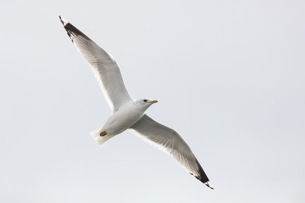 Common Gull (European) - ML316853881