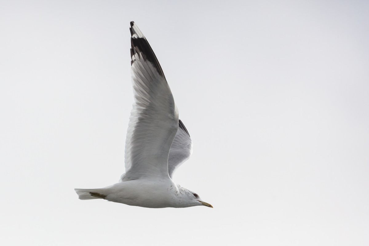 Common Gull (European) - ML316853891