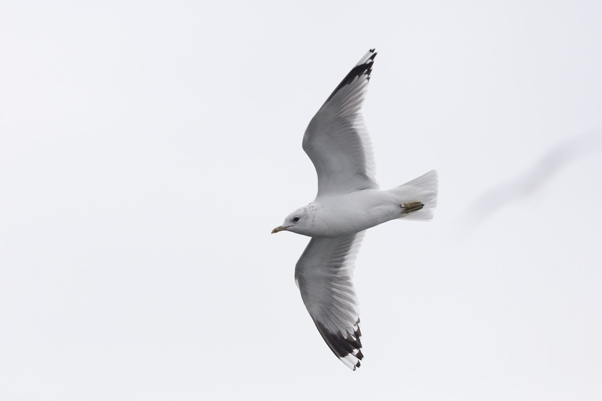 Common Gull (European) - ML316853911