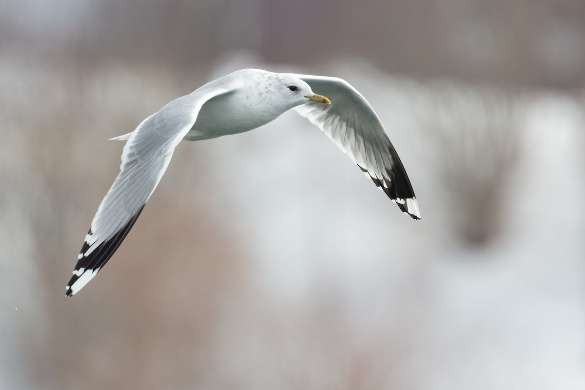 Common Gull (European) - ML316853921