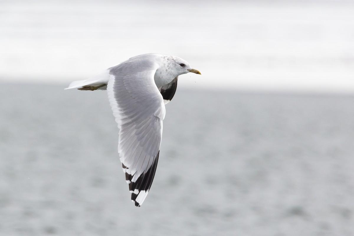 Common Gull (European) - ML316853961