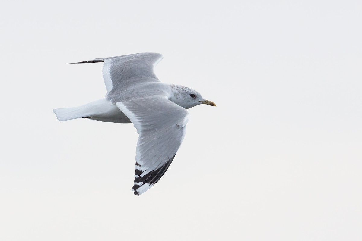 Common Gull (European) - ML316854011