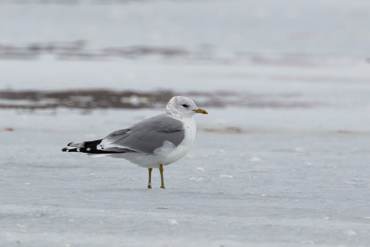 Common Gull (European) - ML316854021