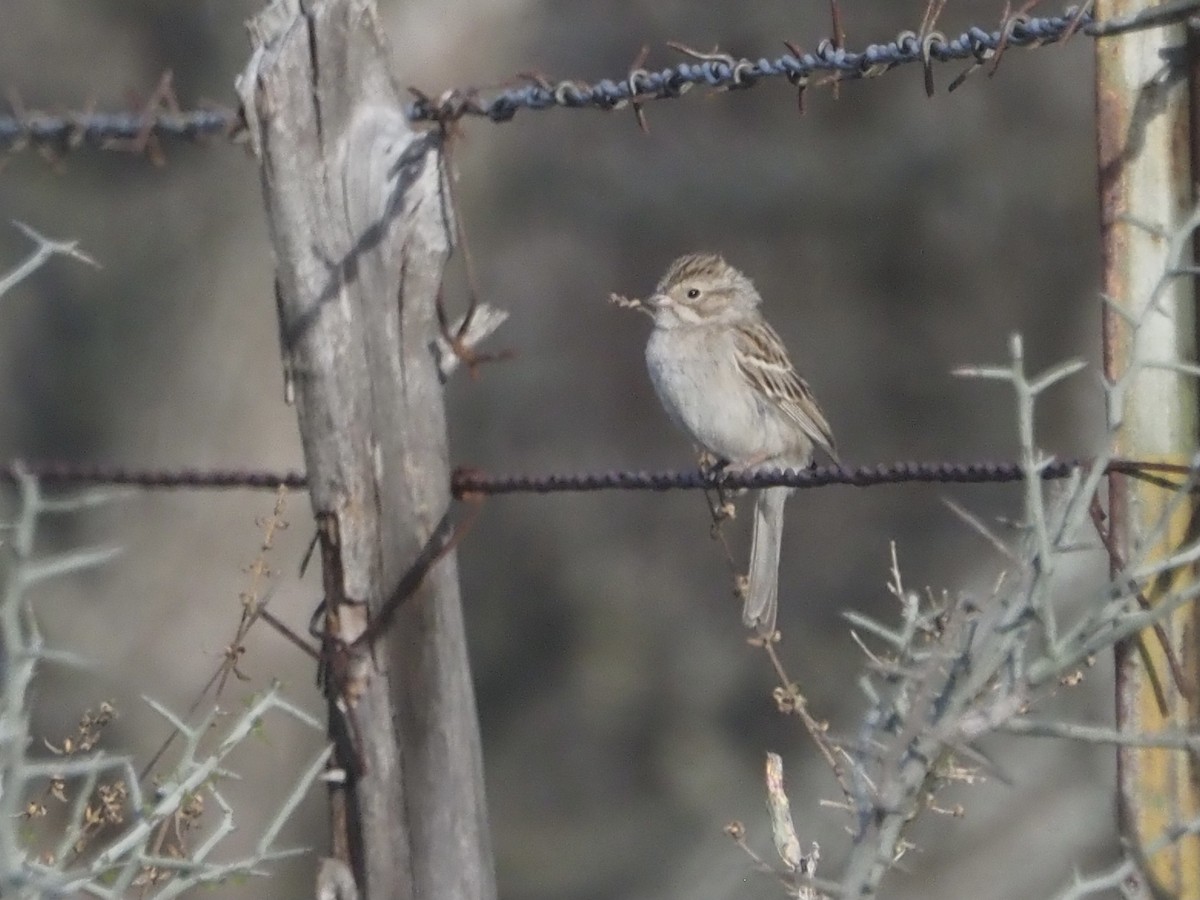 Brewer's Sparrow - ML316855021