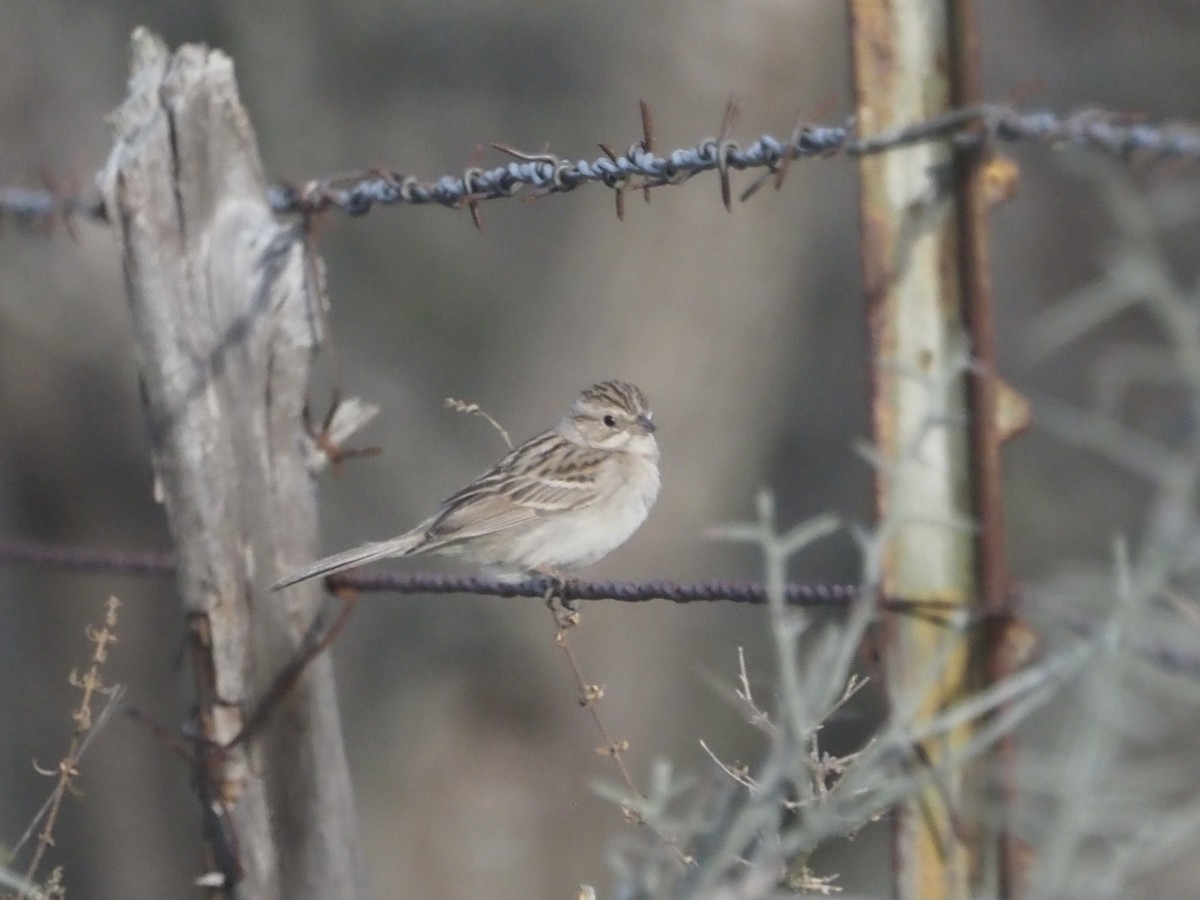 Brewer's Sparrow - ML316855031