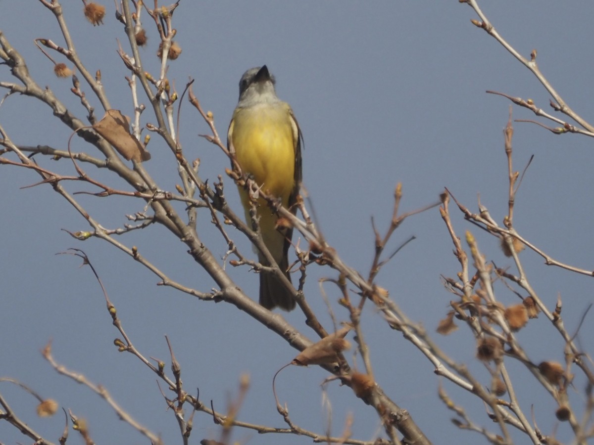 Couch's Kingbird - ML316855411