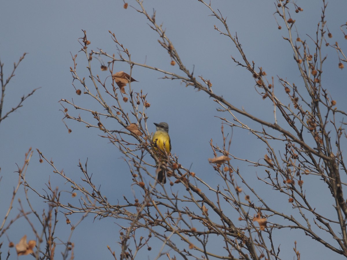 Couch's Kingbird - ML316855461