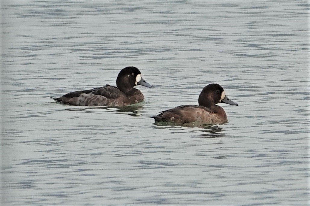 Greater Scaup - ML316855811