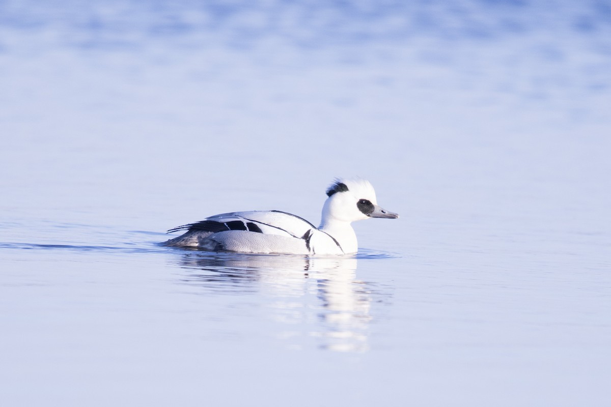 Smew - ML316857371