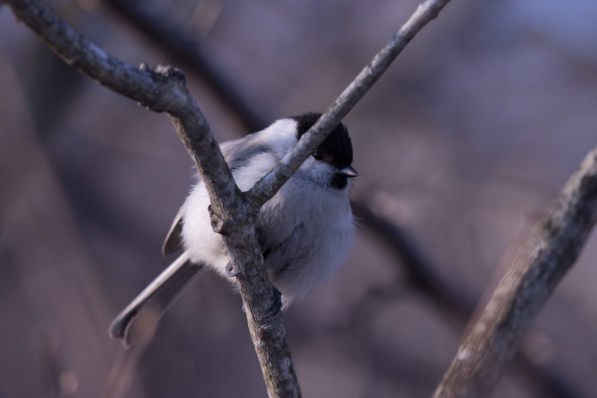 Marsh Tit - ML316857651