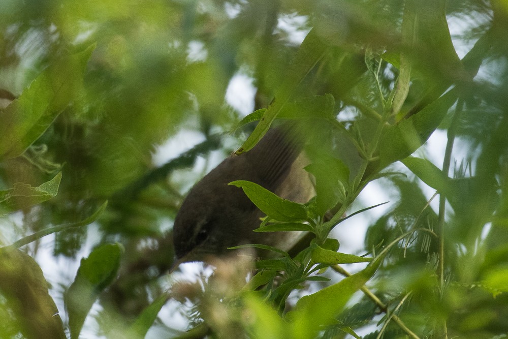 Aberrant Bush Warbler (Sunda) - ML316859731