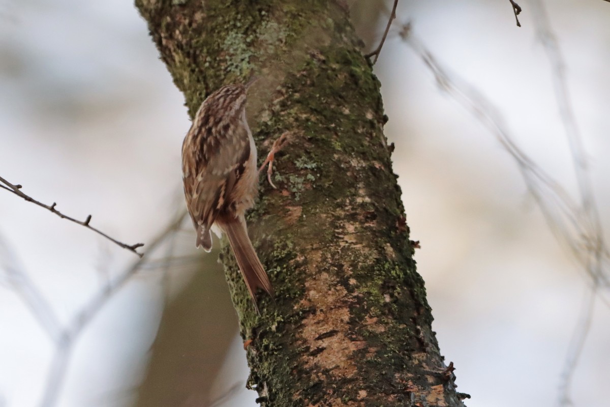 Short-toed Treecreeper - ML316860131