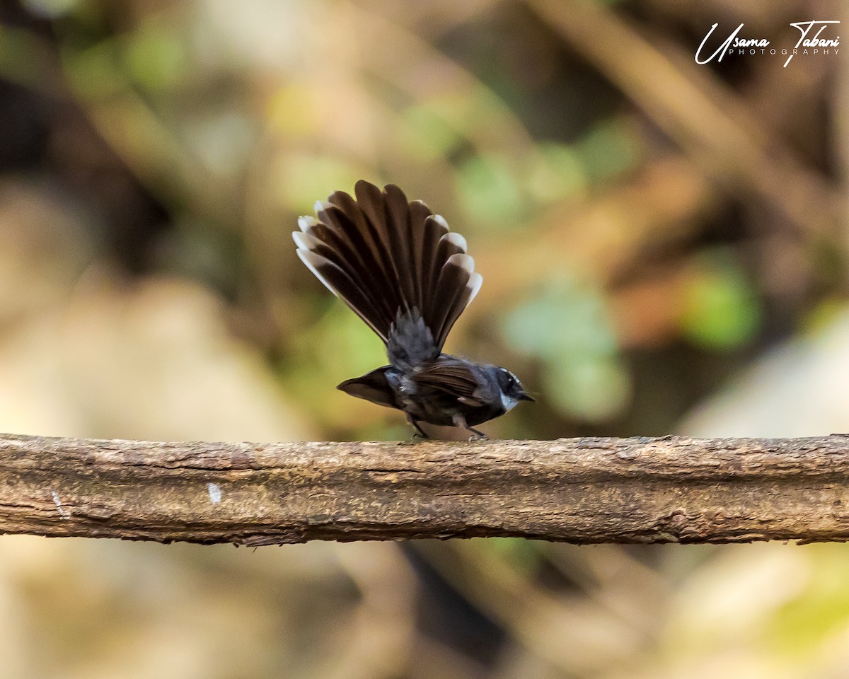 White-throated Fantail - ML316863341