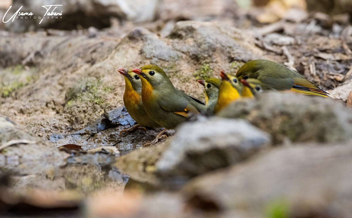 Red-billed Leiothrix - ML316863941
