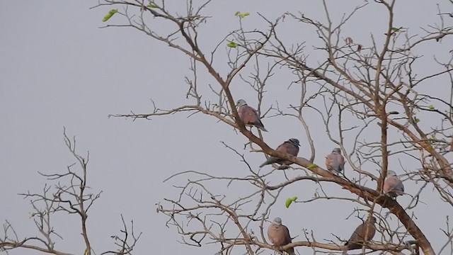 Red Collared-Dove - ML316865531