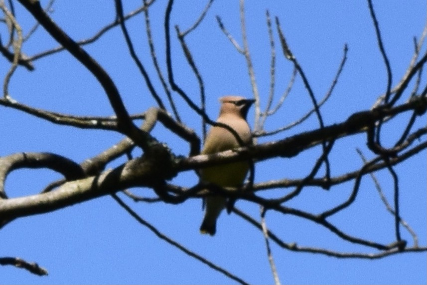 Cedar Waxwing - ML316865931
