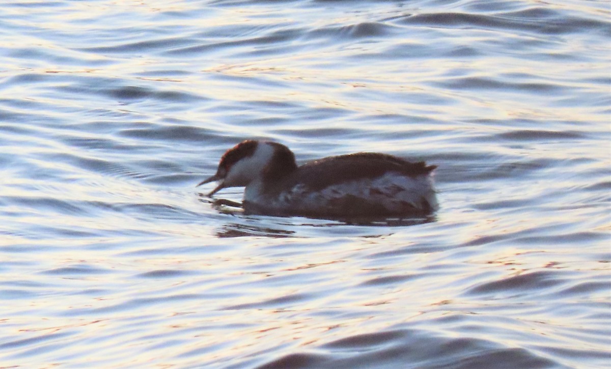 Horned Grebe - JC Fazio-Cohen