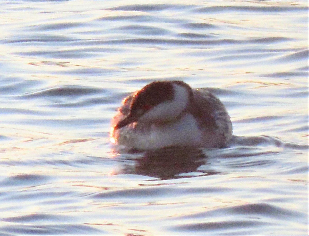 Horned Grebe - ML316866191