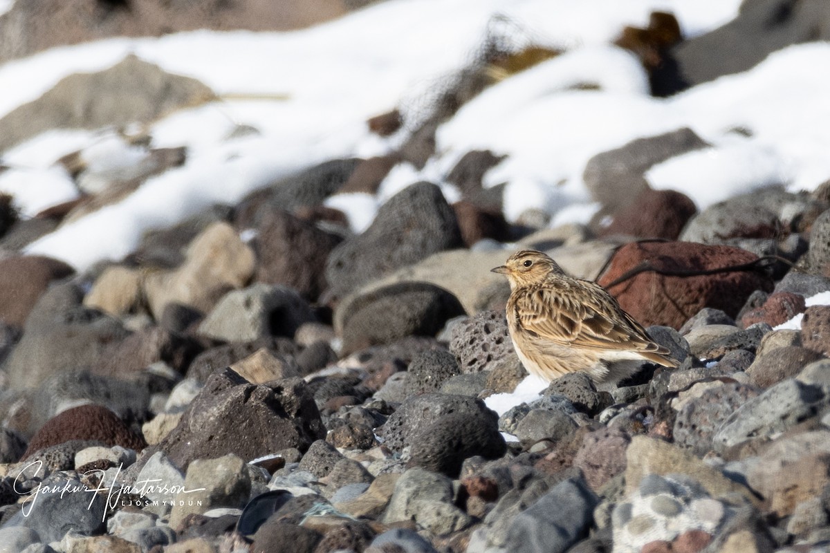 Eurasian Skylark (European) - ML316868281