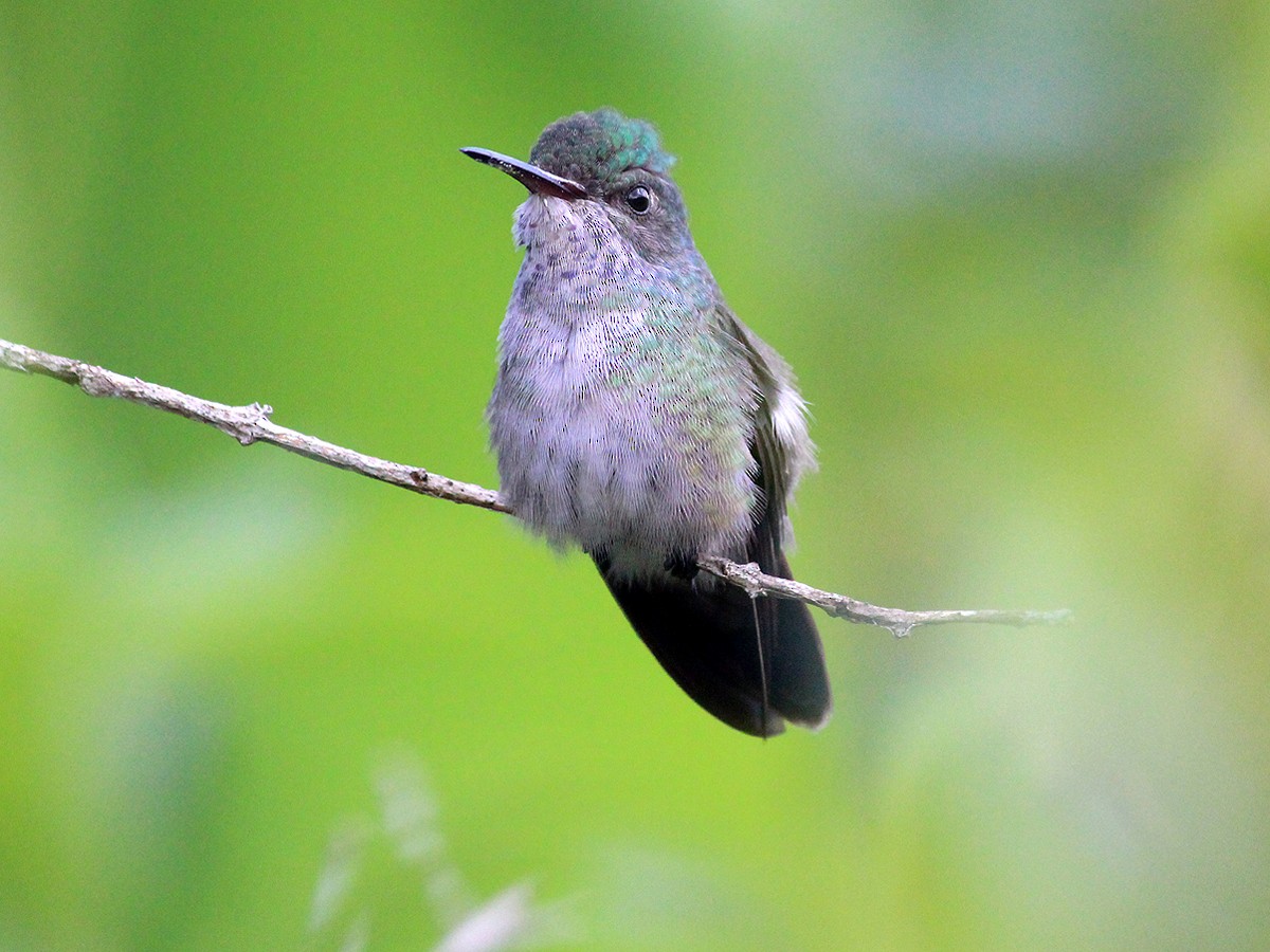 White-chinned Sapphire - Marco V Costa