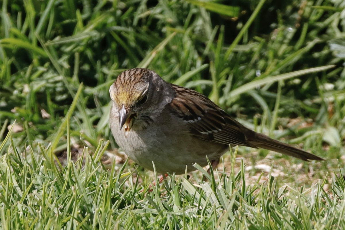Golden-crowned Sparrow - ML316869921