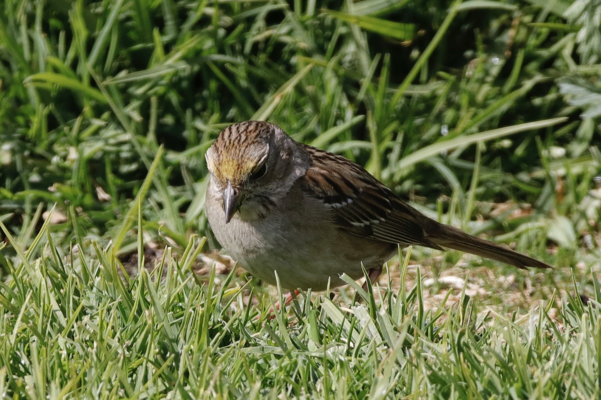 Golden-crowned Sparrow - ML316869951