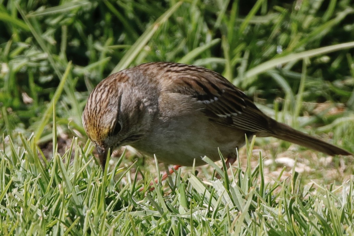 Golden-crowned Sparrow - ML316869971